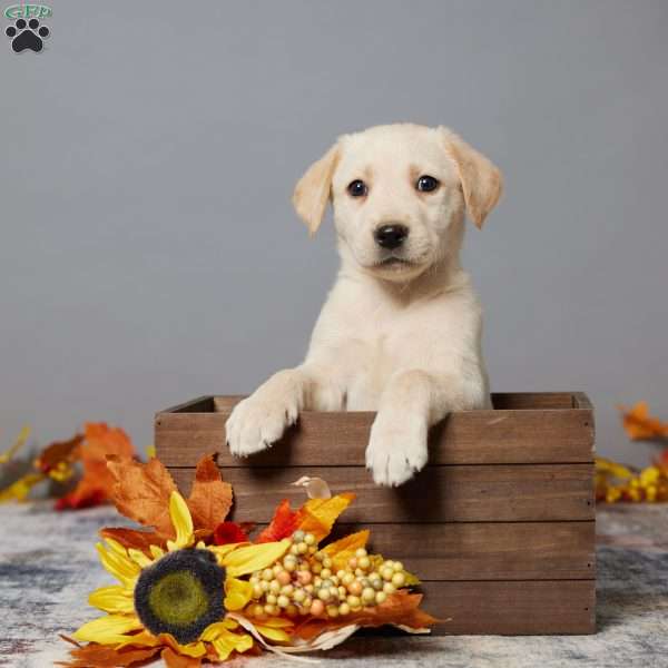 Milo, Black Labrador Retriever Puppy